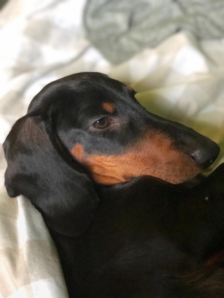 sausage dog gumtree